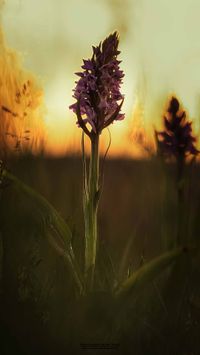 &Uuml;bersehenes Knabenkraut (Dactylorhiza praetermissa)