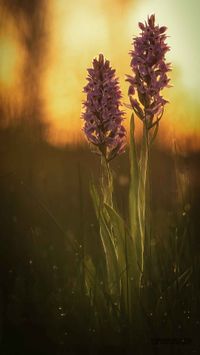 &Uuml;bersehenes Knabenkraut (Dactylorhiza praetermissa)