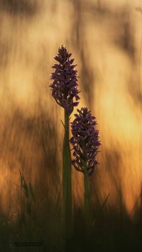 &Uuml;bersehenes Knabenkraut (Dactylorhiza praetermissa)