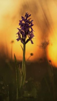 &Uuml;bersehenes Knabenkraut (Dactylorhiza praetermissa)