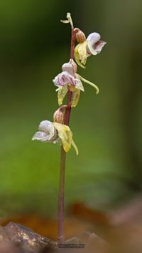 Blattloser Widerbart (Epipogium aphyllum)