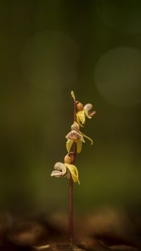 Blattloser Widerbart (Epipogium aphyllum)