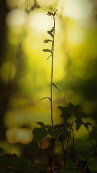 Kleinbl&auml;ttrige Stendelwurz (Epipactis microphylla)