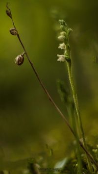 Kriechendes Netzblatt (Goodyera repens)