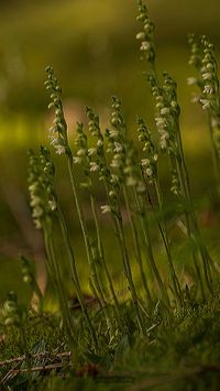 Kriechendes Netzblatt (Goodyera repens)