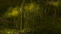 Kriechendes Netzblatt (Goodyera repens)