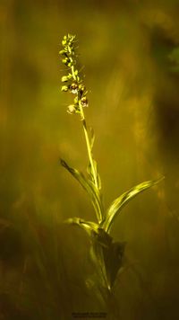 Epipactis helleborine subsp. orbicularis