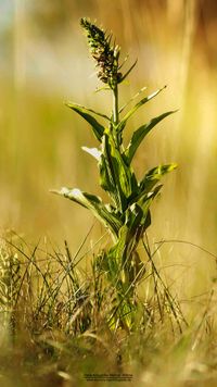 Epipactis helleborine subsp. orbicularis