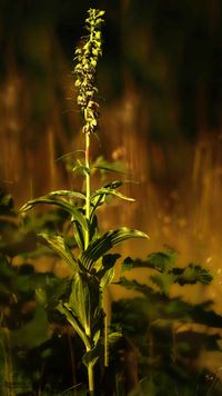 Epipactis helleborine subsp. orbicularis