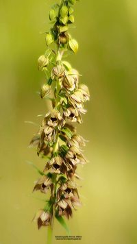 Epipactis helleborine subsp. orbicularis