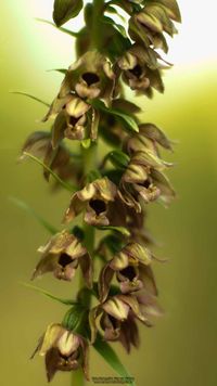 Epipactis helleborine subsp. orbicularis