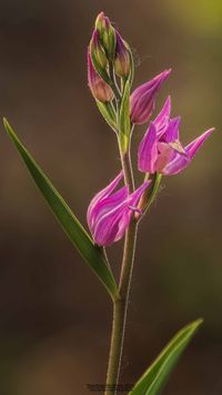 Rotes Waldv&ouml;glein (Cephalanthera rubra)