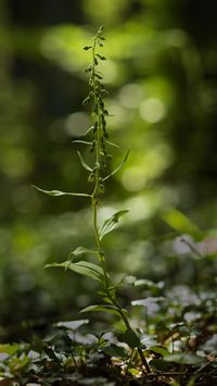 &Uuml;bersehene St&auml;ndelwurz (Epipactis neglecta)