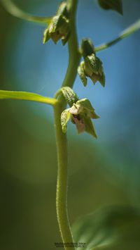 &Uuml;bersehene St&auml;ndelwurz (Epipactis neglecta)