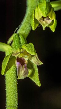 &Uuml;bersehene St&auml;ndelwurz (Epipactis neglecta)