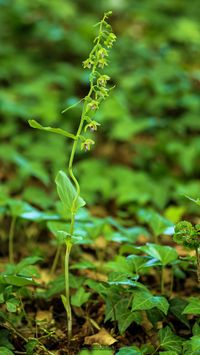 &Uuml;bersehene St&auml;ndelwurz (Epipactis neglecta)