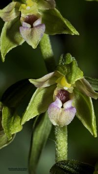 &Uuml;bersehene St&auml;ndelwurz (Epipactis neglecta)