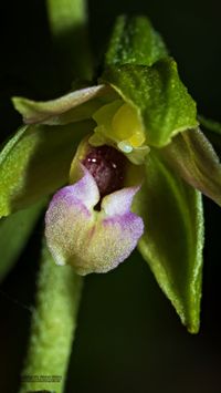 &Uuml;bersehene St&auml;ndelwurz (Epipactis neglecta)