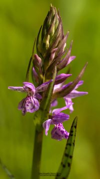 &Uuml;bersehenes Knabenkraut(Dactylorhiza praetermissa var. junialis)