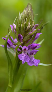 &Uuml;bersehenes Knabenkraut(Dactylorhiza praetermissa)