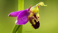 Bienen-Ragwurz (Ophrys apifera var. aurita ) 1 Kopie