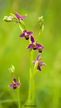 Bienen-Ragwurz (Ophrys apifera var. aurita )