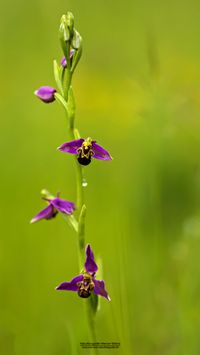 Bienen-Ragwurz (Ophrys apifera var. aurita )