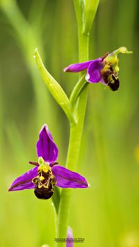 Bienen-Ragwurz (Ophrys apifera var. aurita )