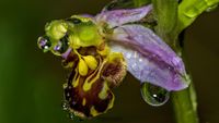 Bienen-Ragwurz (Ophrys apifera )