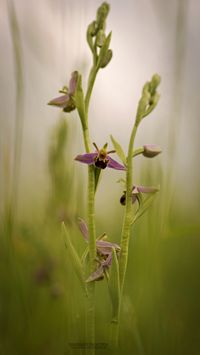 Bienen-Ragwurz (Ophrys apifera var aurita)