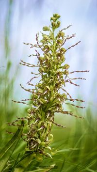 Bocks-Riemenzunge (Himantoglossum hircinum)