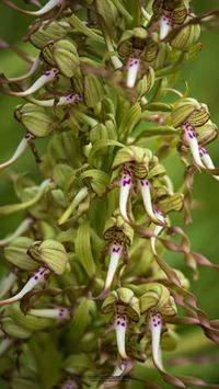 Bocks-Riemenzunge (Himantoglossum hircinum)