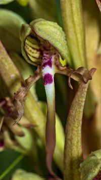 Bocks-Riemenzunge (Himantoglossum hircinum) extreme rotf&auml;rbung