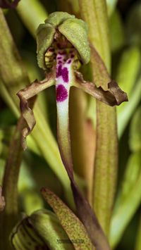 Bocks-Riemenzunge (Himantoglossum hircinum) extreme rotf&auml;rbung