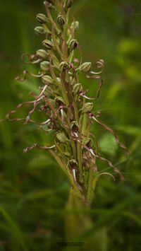 Bocks-Riemenzunge (Himantoglossum hircinum) extreme rotf&auml;rbung