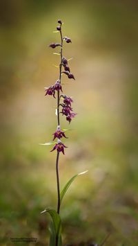 Braunrote Stendelwurz (Epipactis atrorubens)