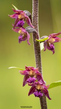 Braunrote Stendelwurz (Epipactis atrorubens)