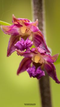 Braunrote Stendelwurz (Epipactis atrorubens)