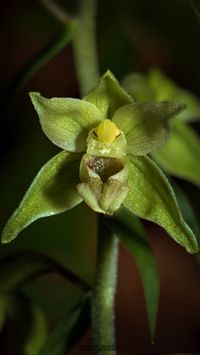 Epipactis purpurata x E. helleborine