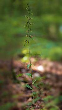 Epipactis purpurata x E. helleborine