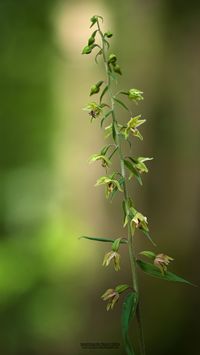 Epipactis purpurata x E. helleborine