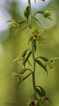 Epipactis purpurata x E. helleborine