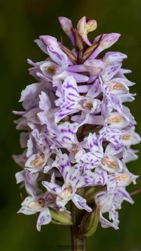 Geflecktes Knabenkraut (Dactylorhiza maculata)