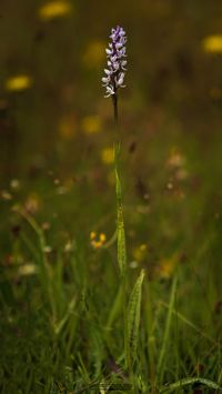 Geflecktes Knabenkraut (Dactylorhiza maculata) Missbildung