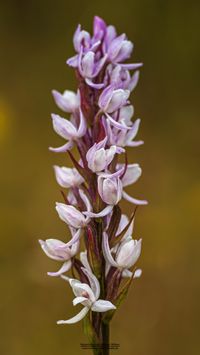 Geflecktes Knabenkraut (Dactylorhiza maculata) Missbildung