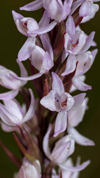 Geflecktes Knabenkraut (Dactylorhiza maculata) Missbildung