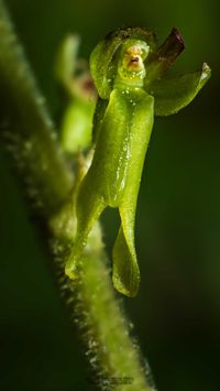 Gro&szlig;es Zweiblatt (Neottia ovata)