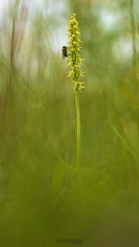 Honigorchis (Herminium monorchis)