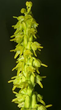 Honigorchis (Herminium monorchis)