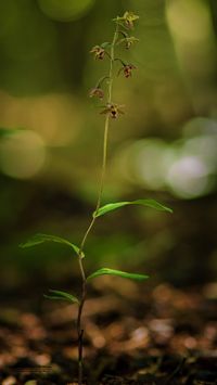 Hybride Epipactis helleborine x E. purpurata